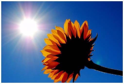 Sunflower facing the sun on a blue sky.